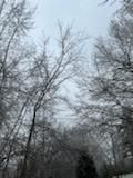 Tree Removal using Tree Removal by Mike Jones & Sons Tree Service LLC 