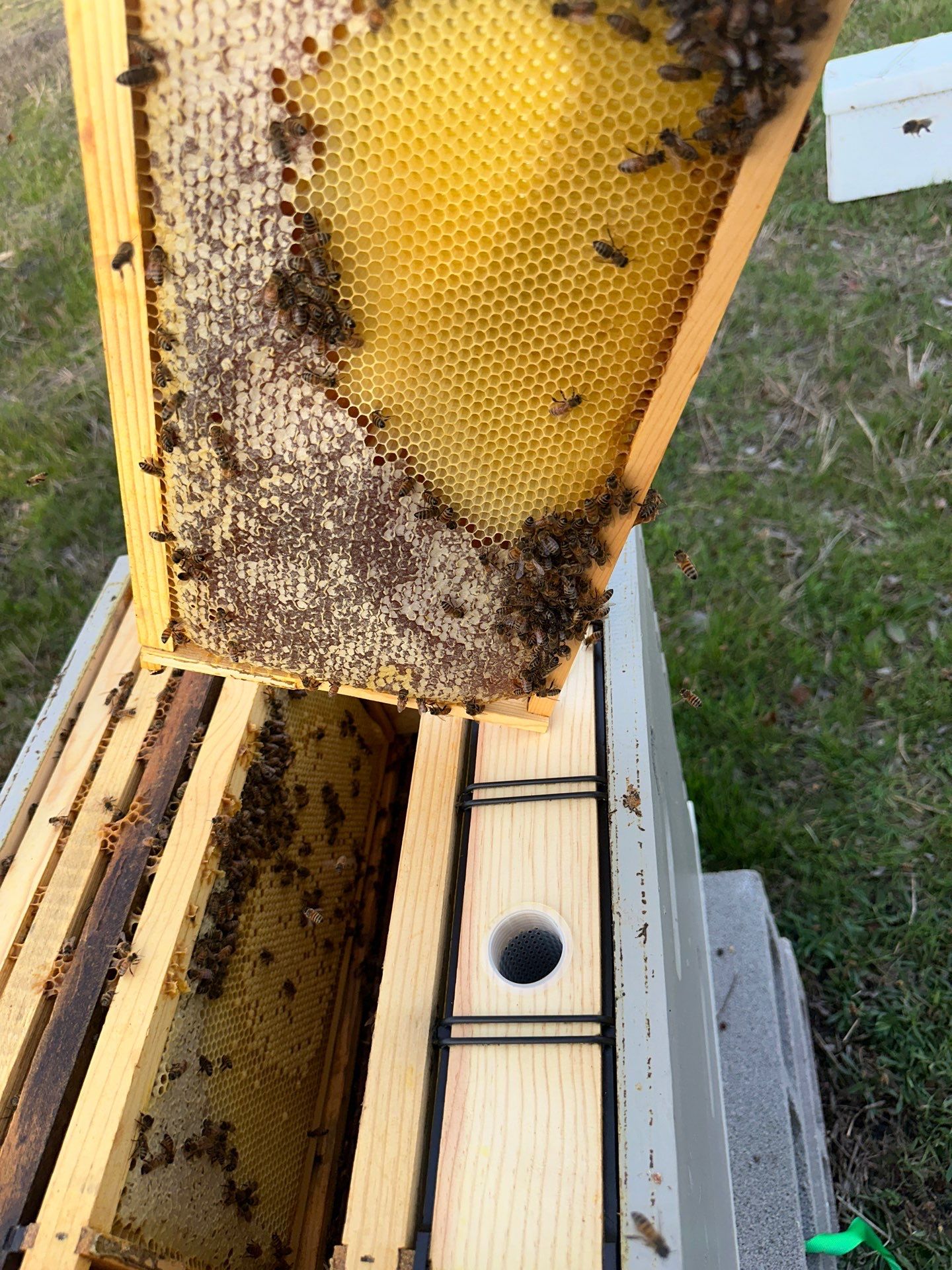 Honey-Maker Apiary in Greenville by Rockwall Honey Bee Company