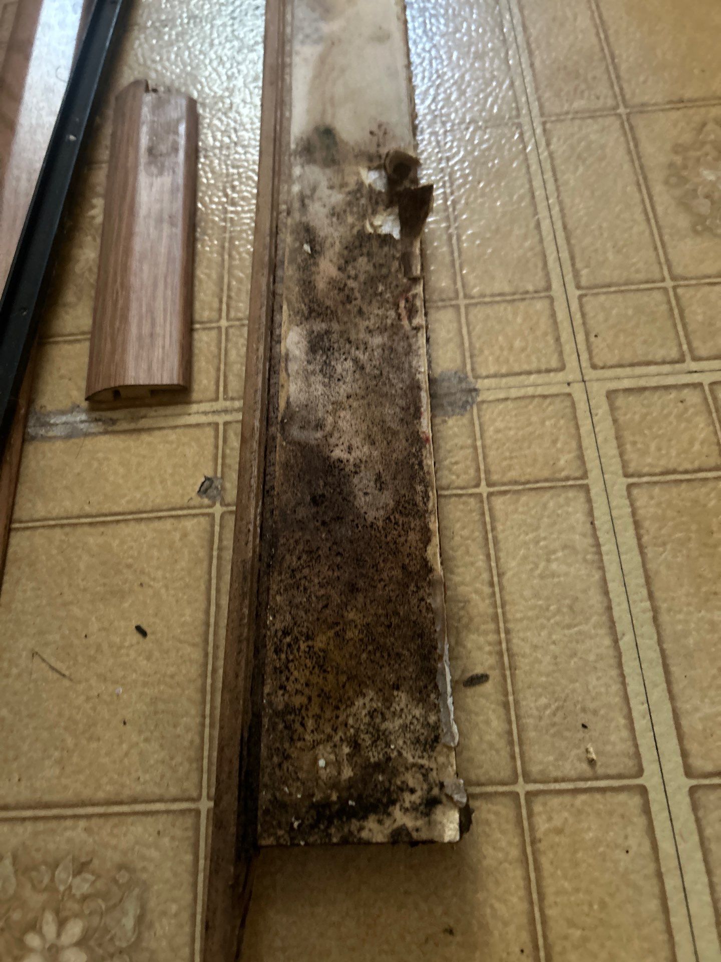 Mold Removal In Bradenton FL  by Ampm Restoration Services 