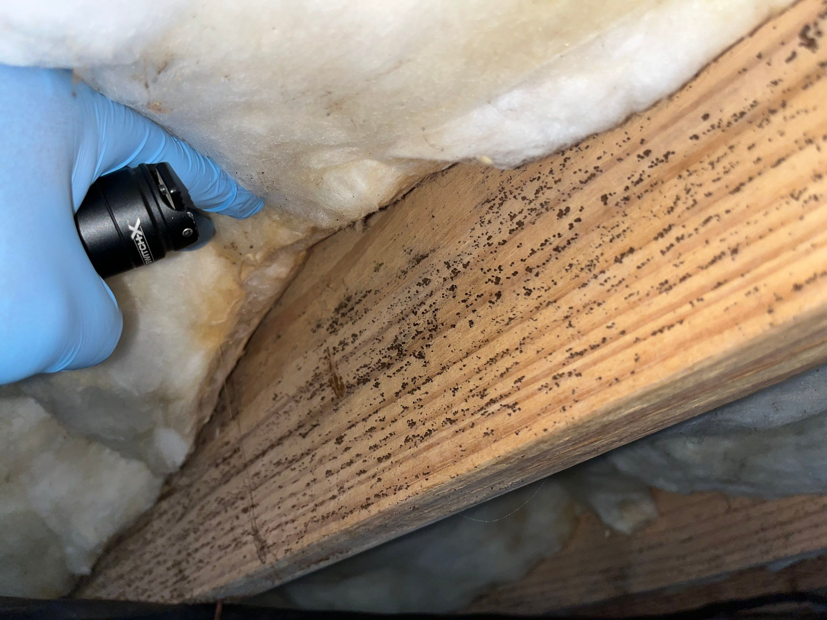 Impact Choice Encapsulation with French Drain, Mold Removal, and Crawlspace Door by Impact Crawlspace