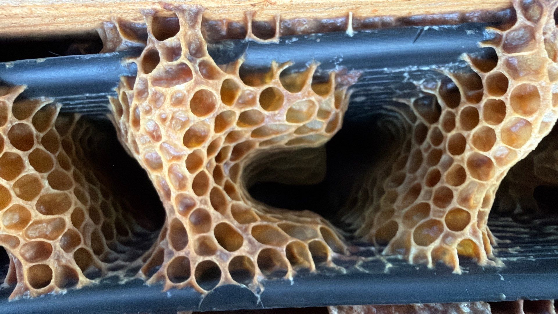 Flood Culvert Bees by Rockwall Honey Bee Company