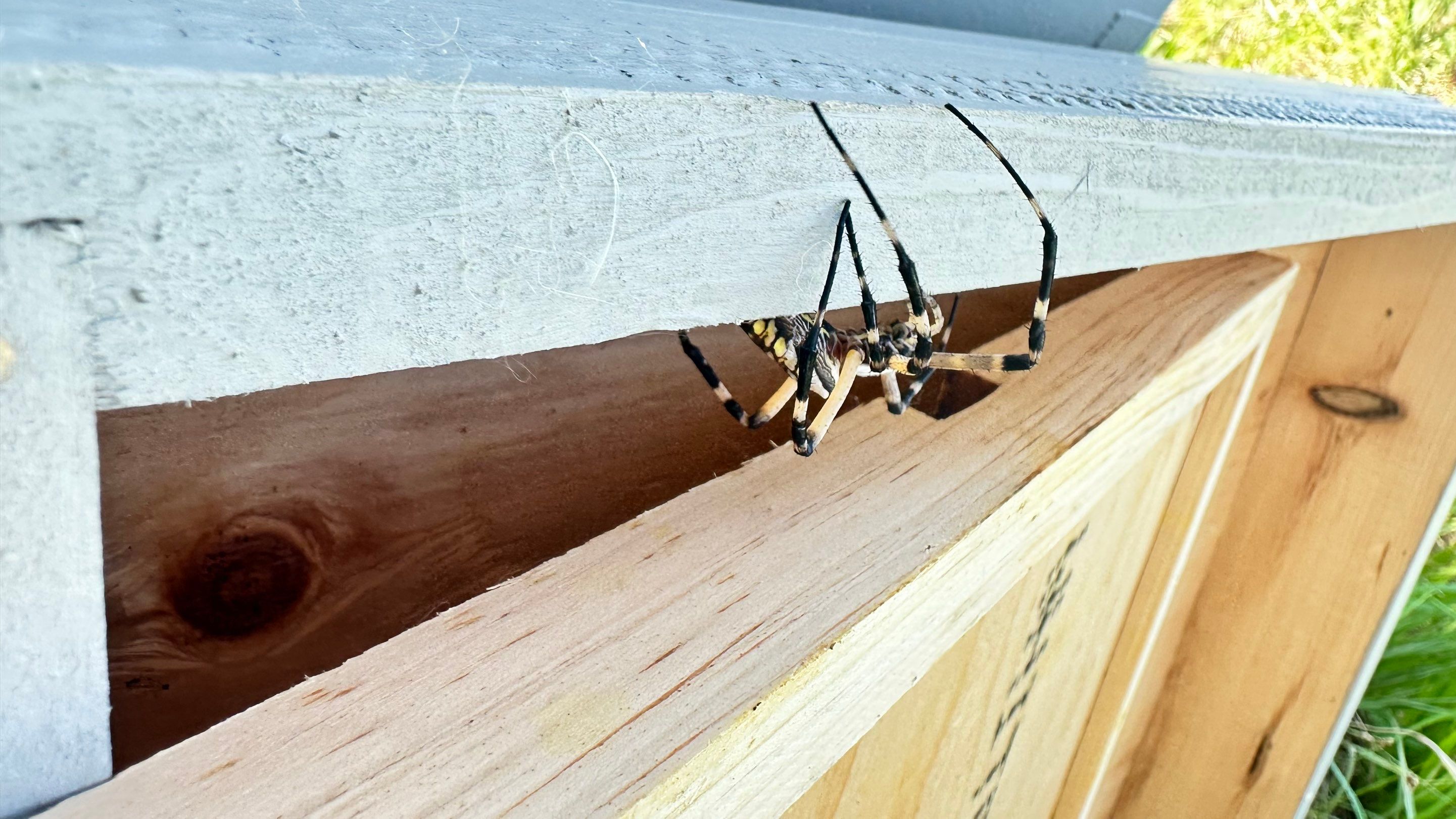 Honey-Maker Apiary in Greenville by Rockwall Honey Bee Company