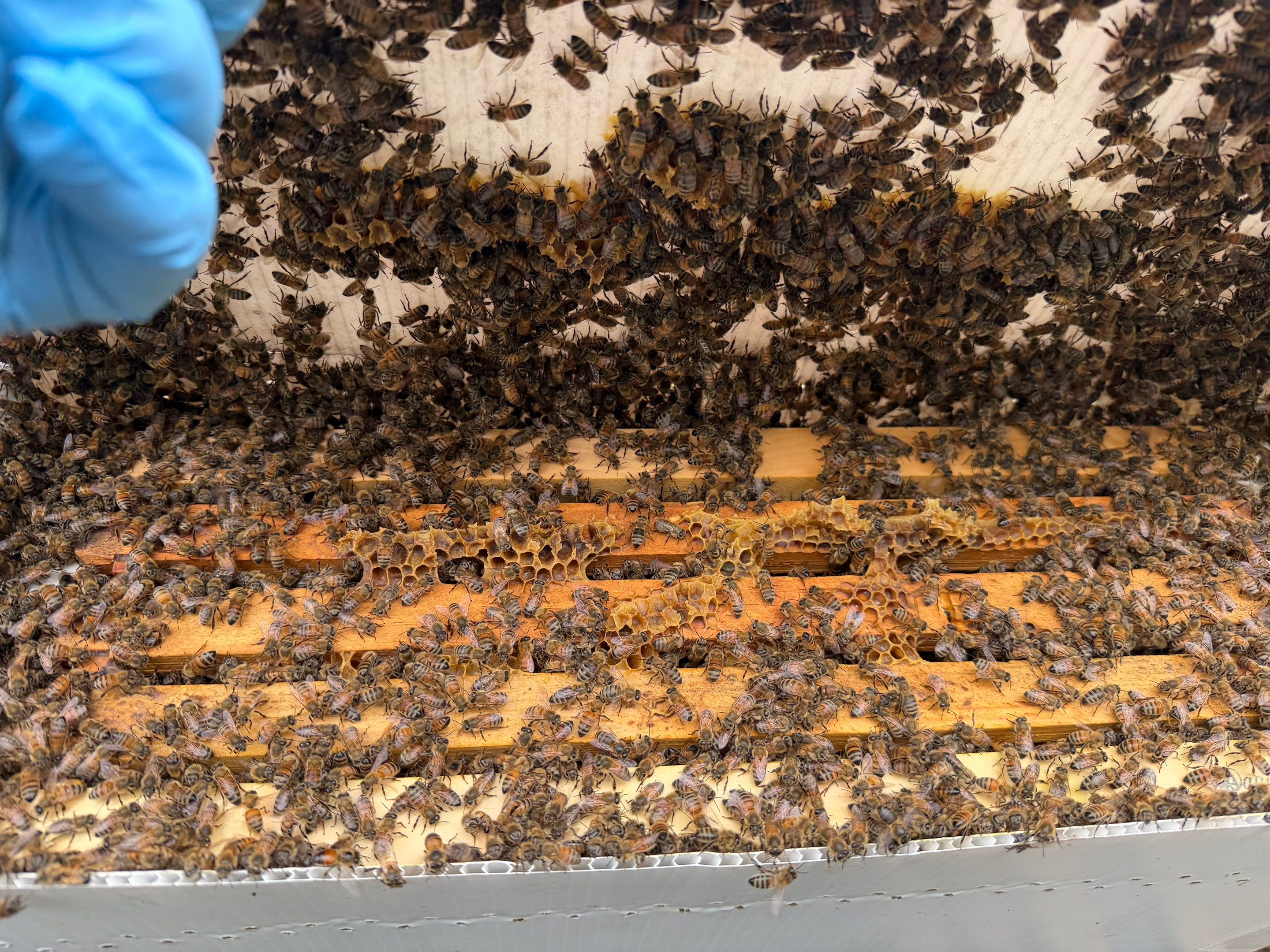 Sunnyvale’s Happiest Apiary by Rockwall Honey Bee Company