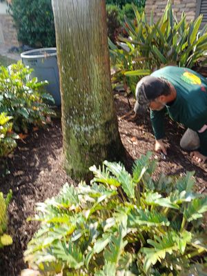🌿✨ “Snip, Tip & Total Plant Care Bliss” in Palm City ✨🌿