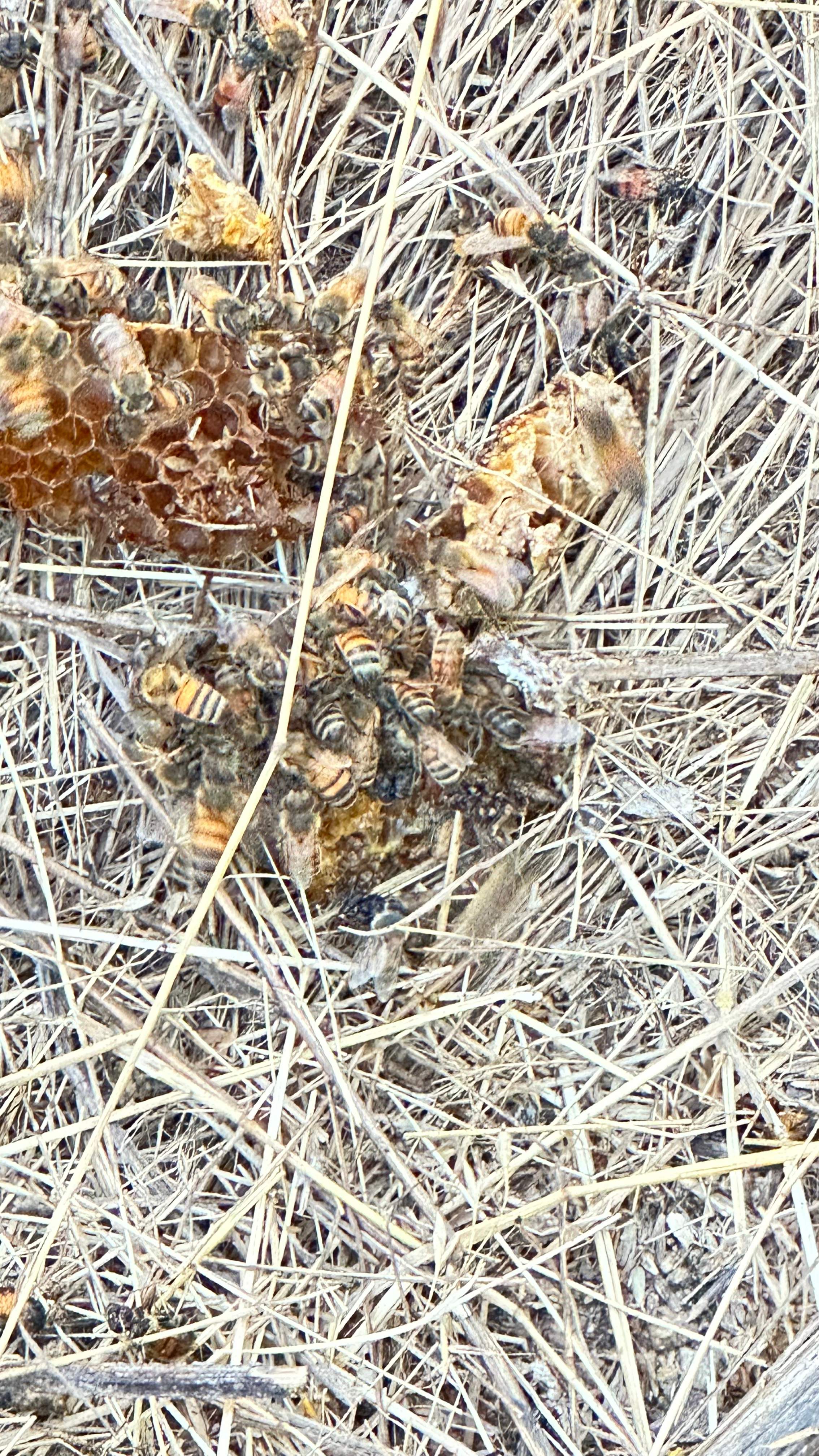 Well Meter by Rockwall Honey Bee Company