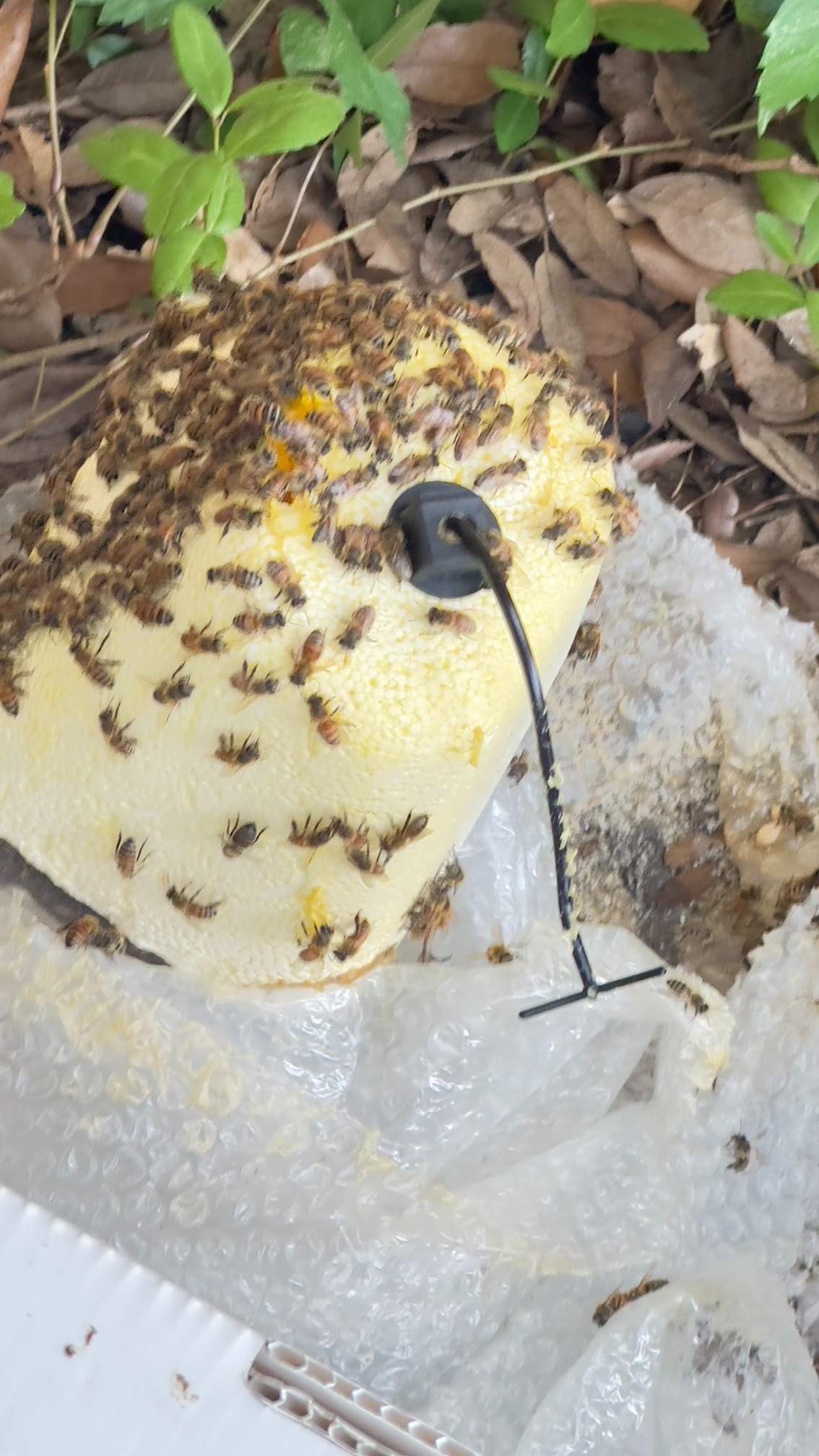 Water Spigot Swarm by Rockwall Honey Bee Company