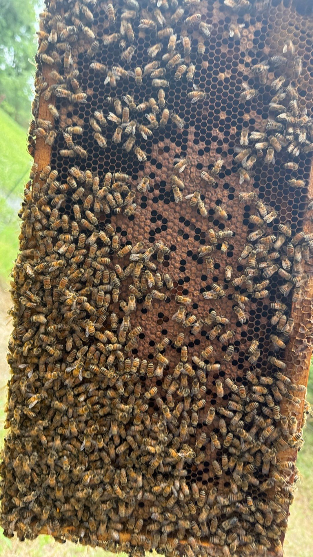Project in Terrell, TX by Rockwall Honey Bee Company