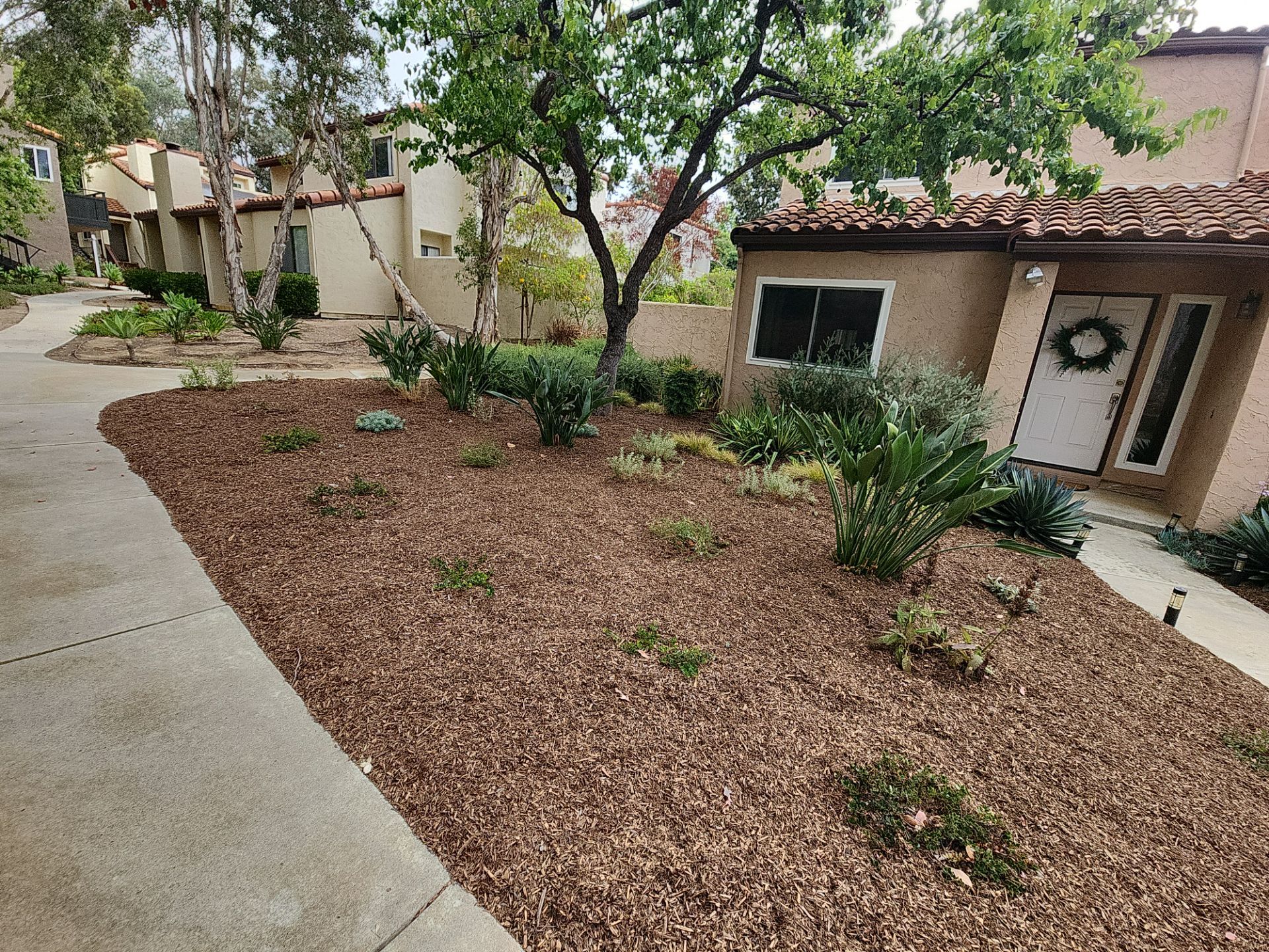 San Diego Residential Landscape Refresh With Succulents and Wood Mulch by Yard Techs