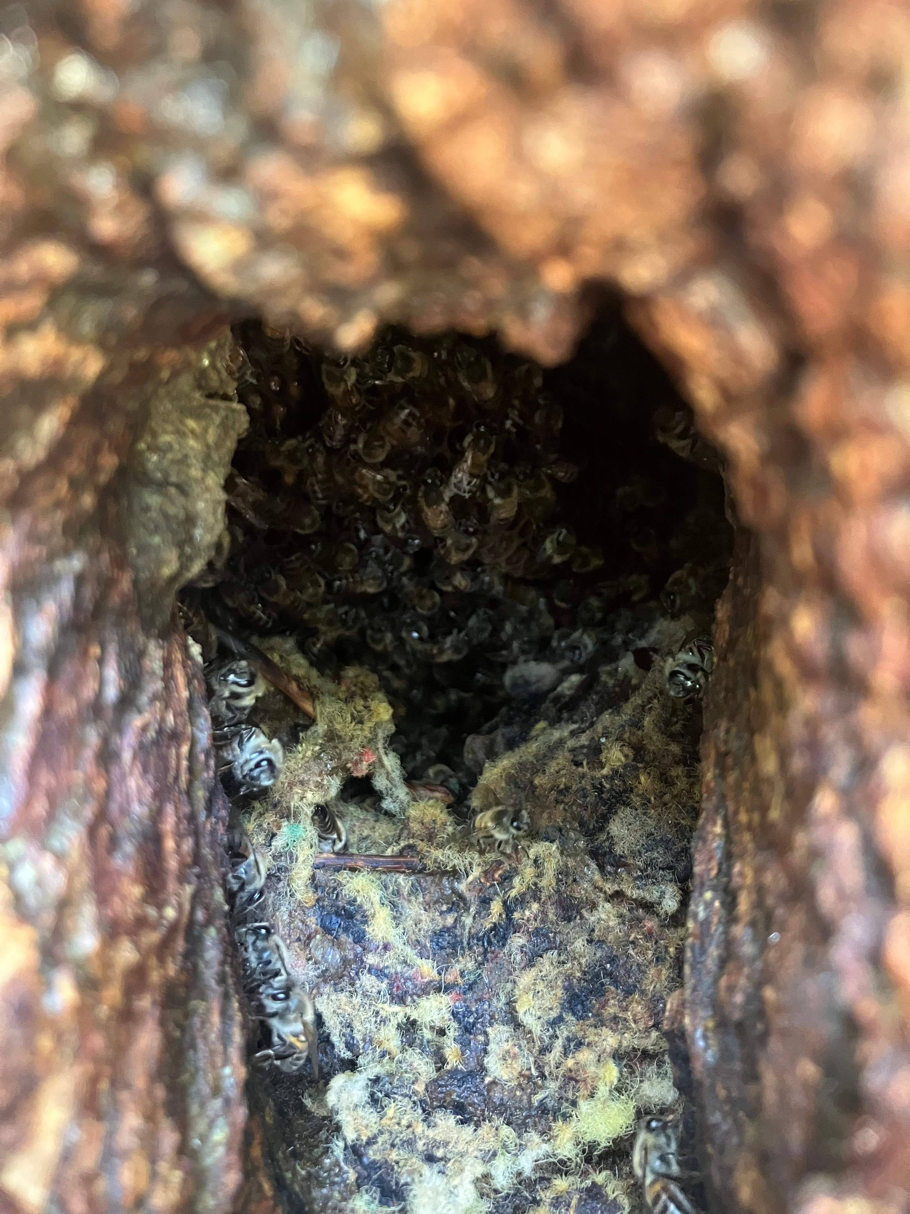 Tight Squeeze by Rockwall Honey Bee Company