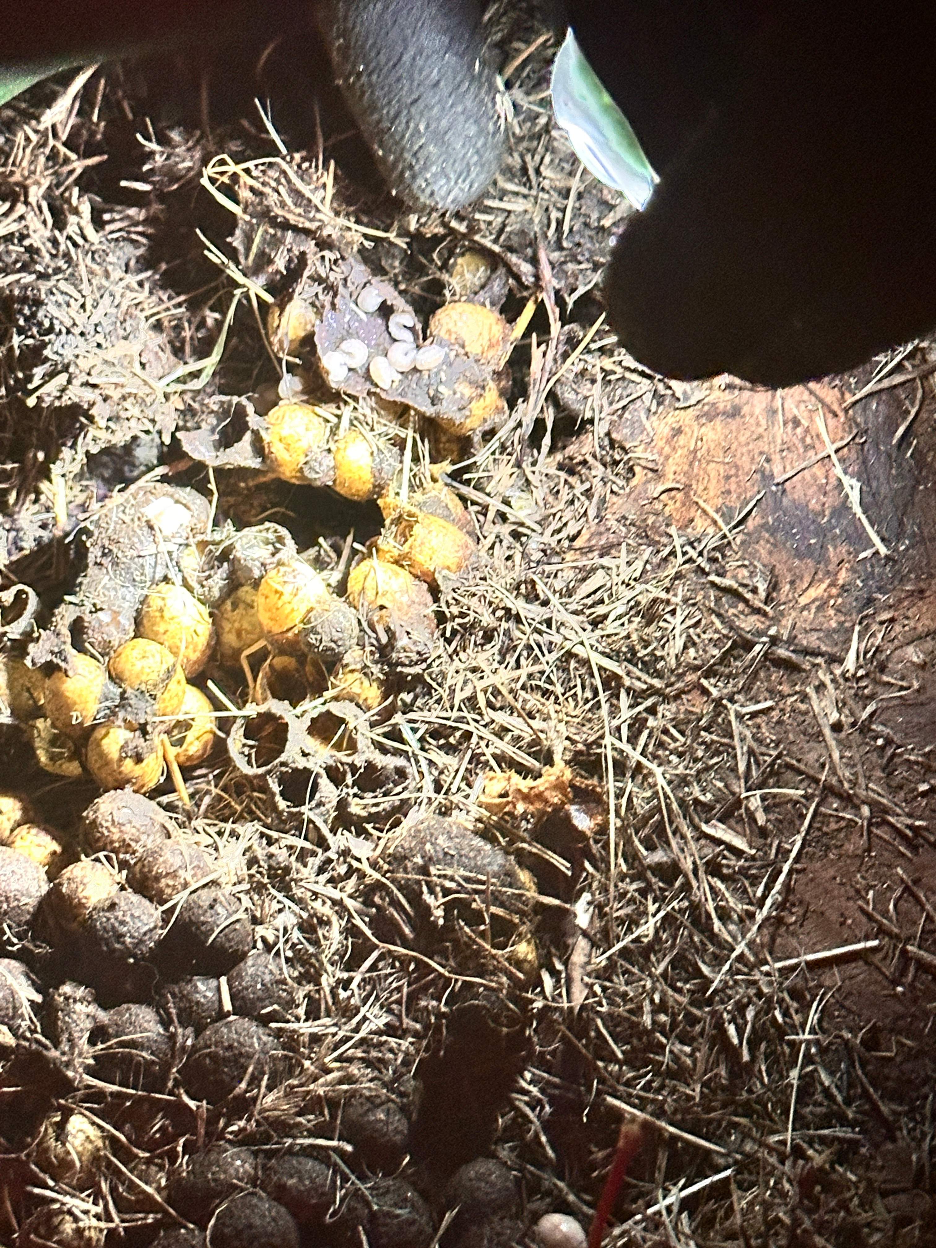 Bumblebees! by Rockwall Honey Bee Company