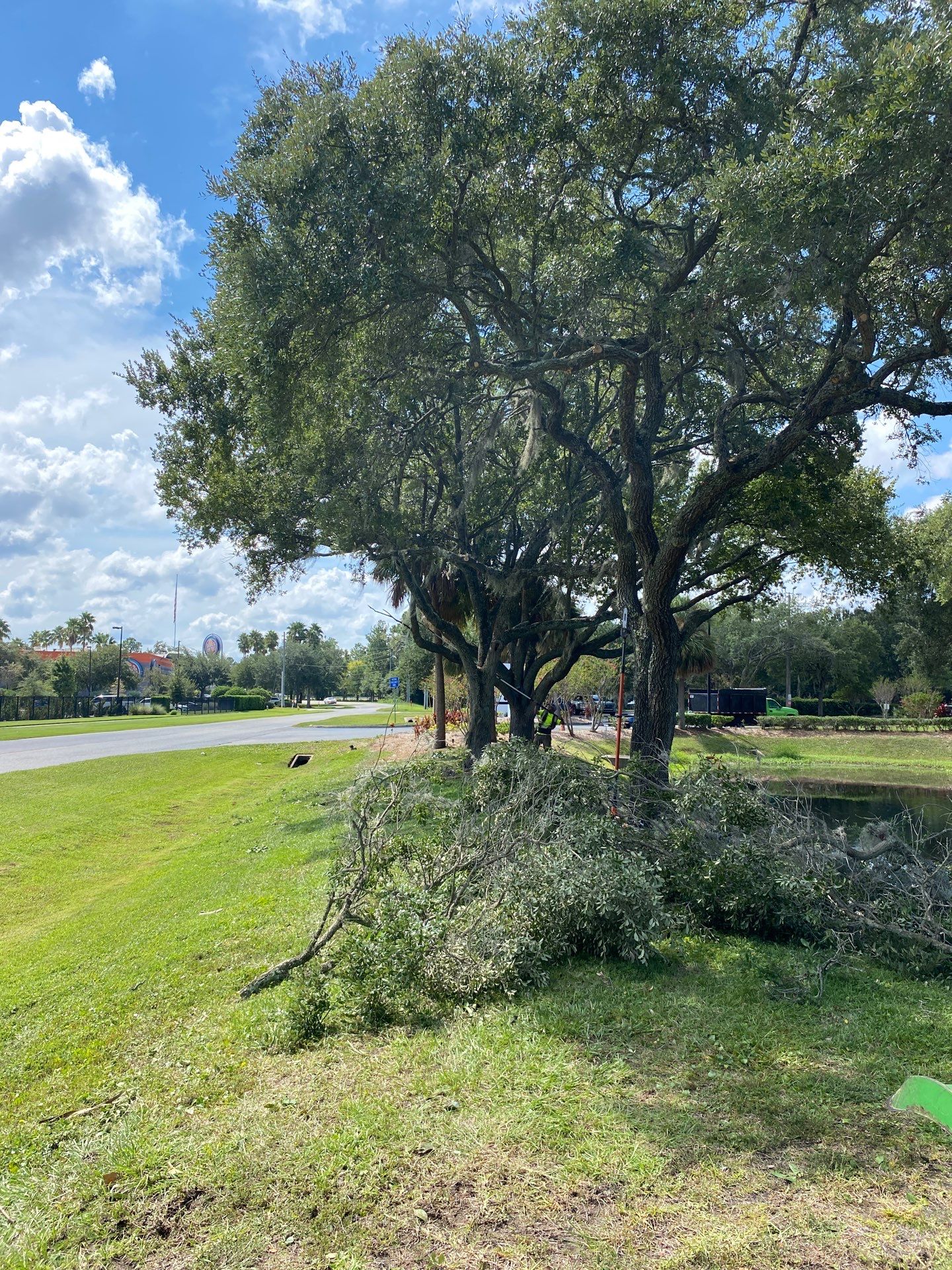 Tree & Shrub Removal | Marriott Hotel by ProGreen Services