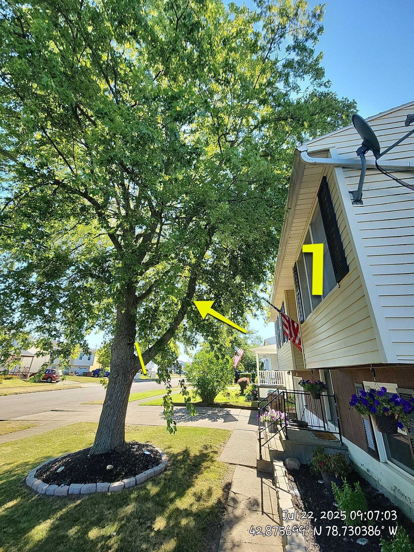 Preventative Roof Protection by Treeman Tom LLC