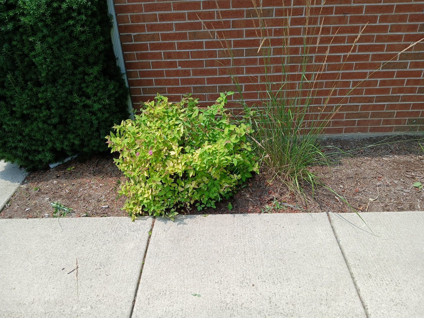 Michael I. - Glenview, IL by A&N 
