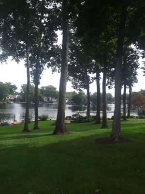 Tree Trimming using Tree Pruing