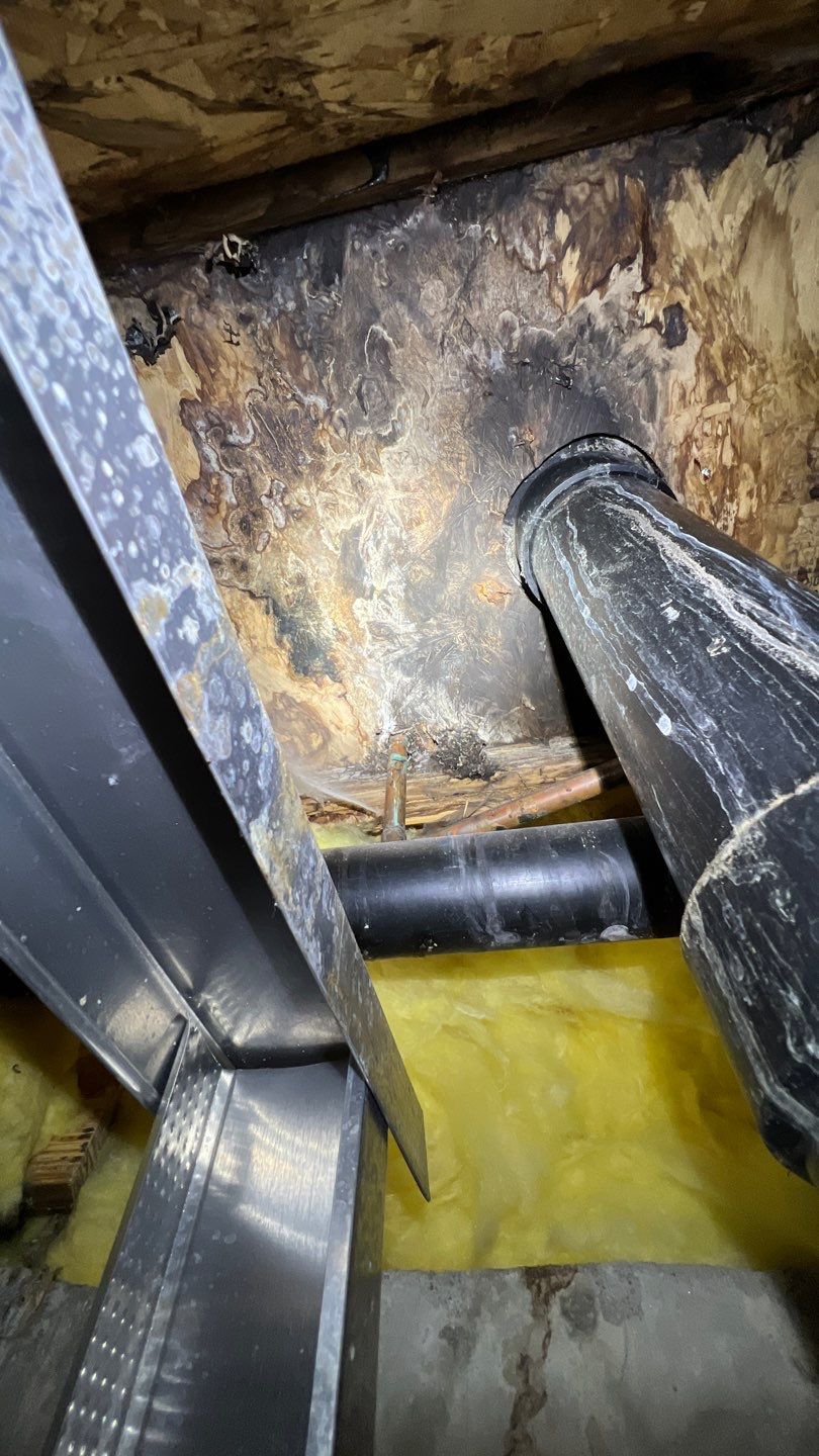 Mold Remediation by Accountable Home Services