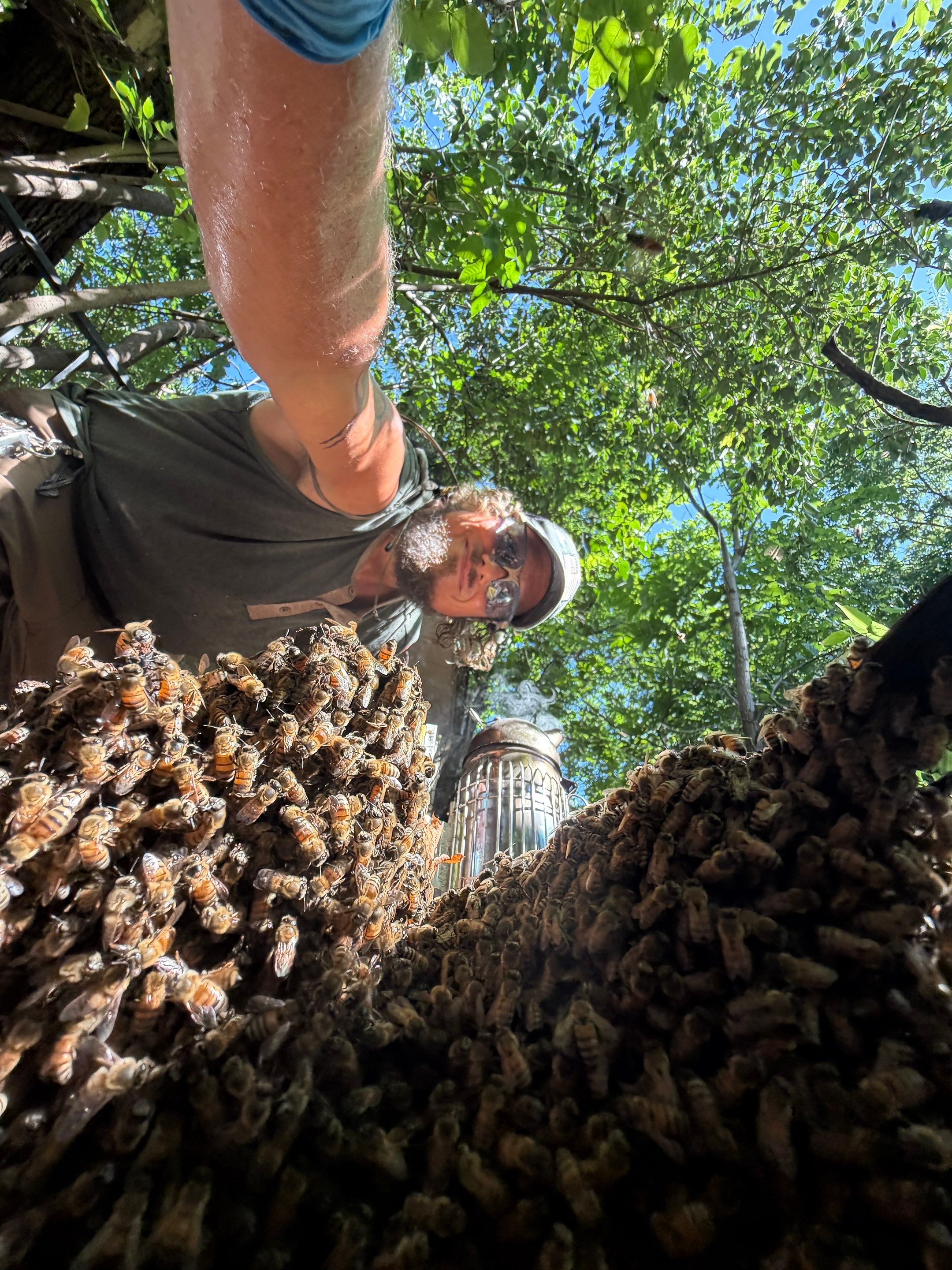 Warranted Removal by Rockwall Honey Bee Company