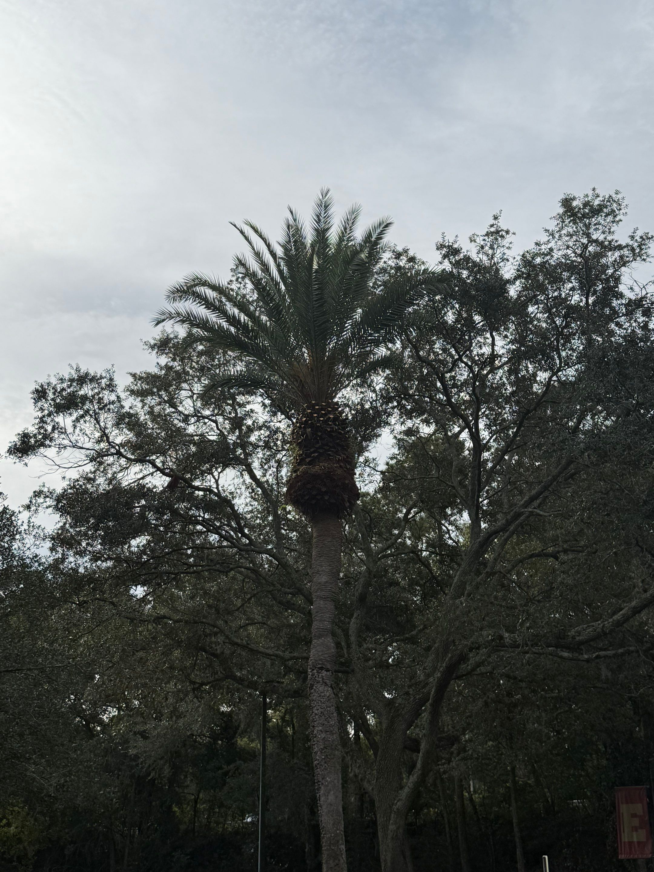 Volunteer Work | Episcopal High School of Jacksonville by ProGreen Services