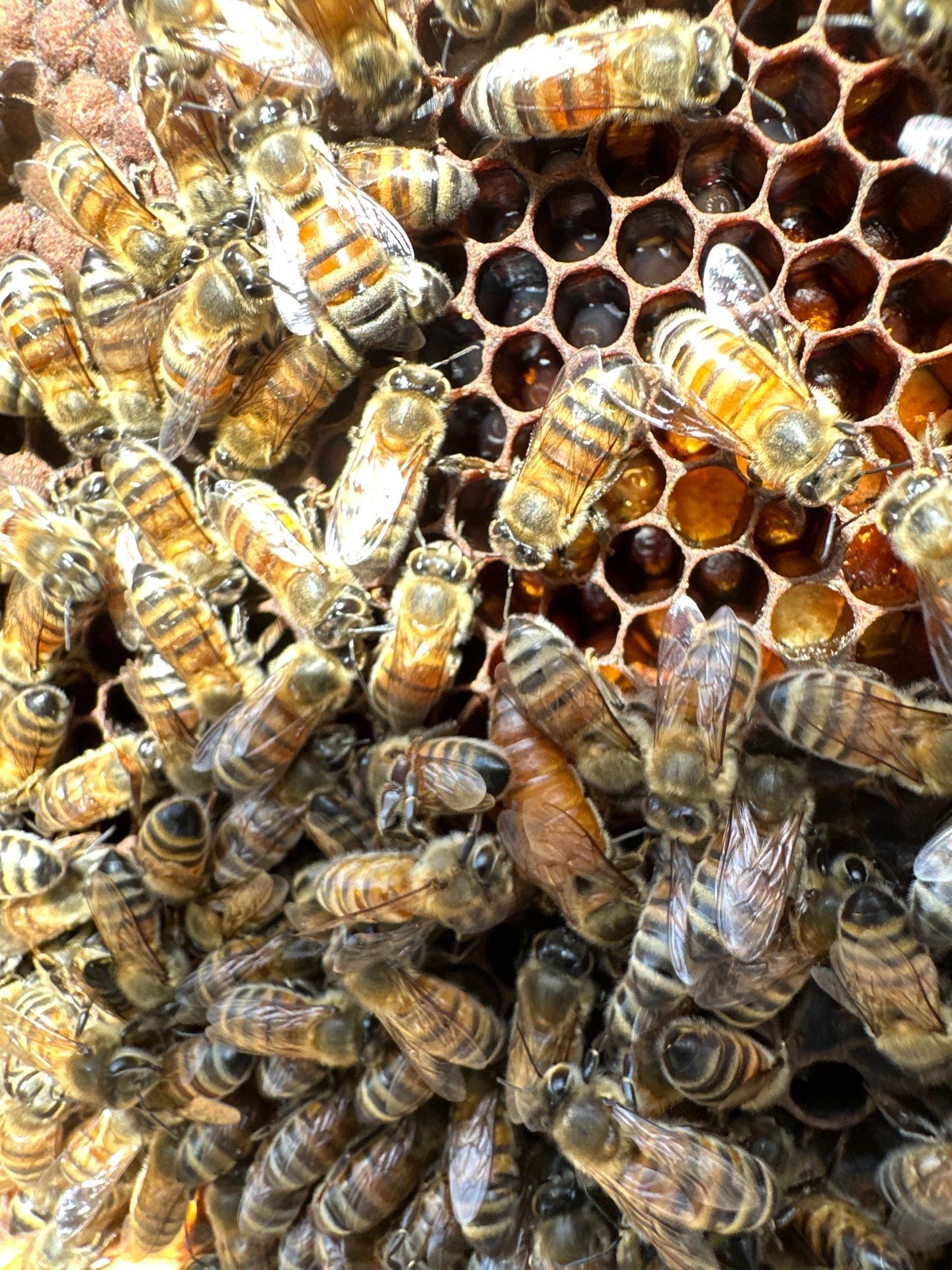 Urban Bees in Richardson by Rockwall Honey Bee Company