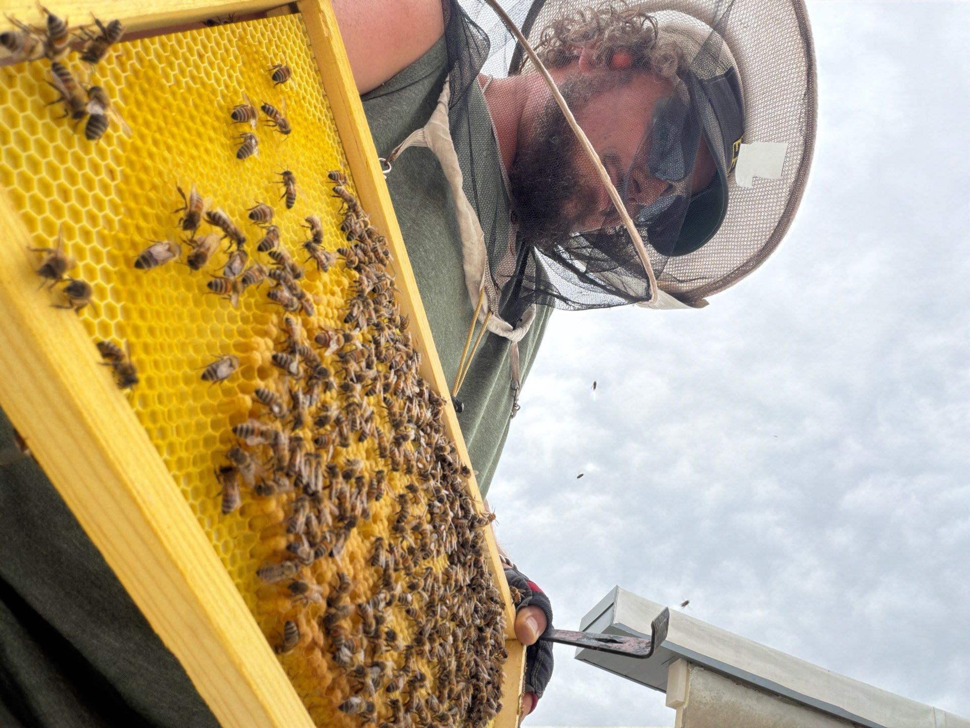 Anchovies on your Apiary by Rockwall Honey Bee Company