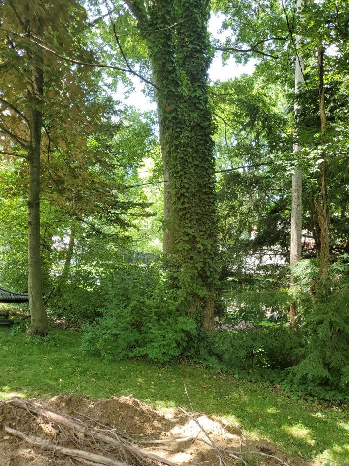 Tree Removal using Tree Removal by Mike Jones & Sons Tree Service LLC 