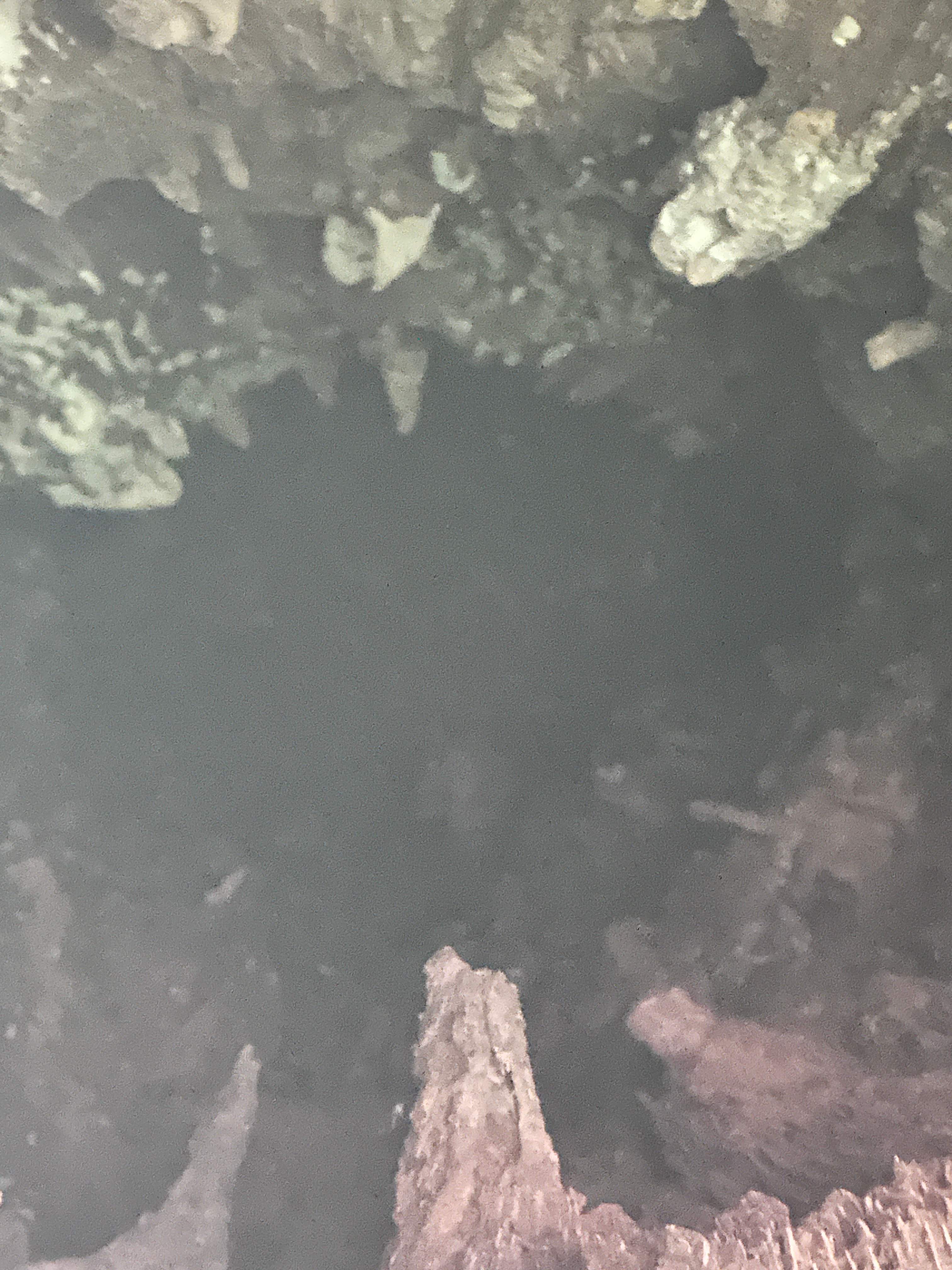 Wina-tree-go by Rockwall Honey Bee Company