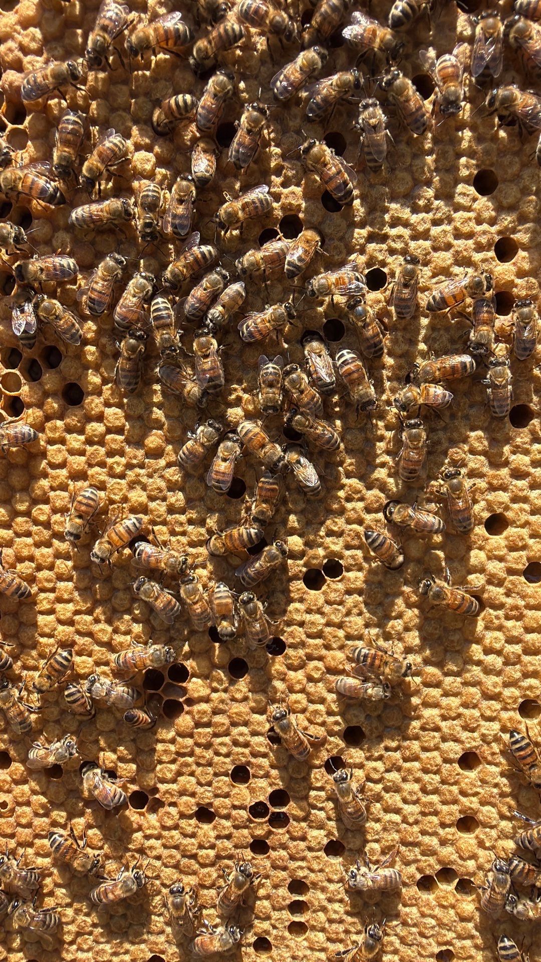 Project in Dallas, TX by Rockwall Honey Bee Company