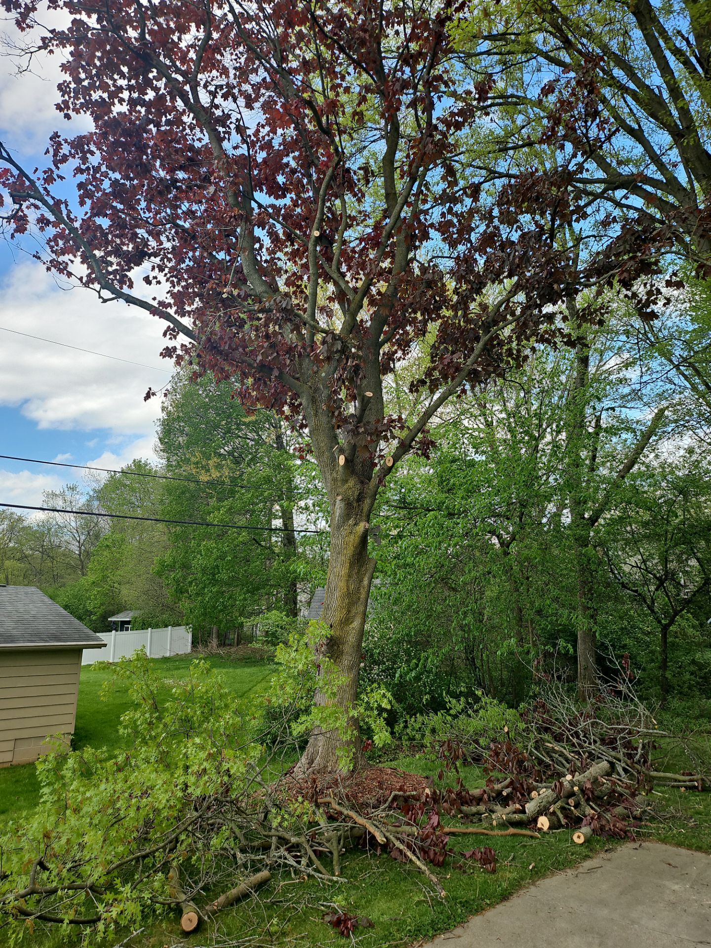 Tree Trimming using Tree Pruing by Mike Jones & Sons Tree Service LLC 