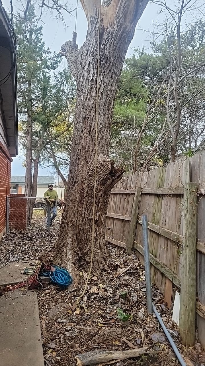 Tree Removal using Chainsaws by Clays Services Inc