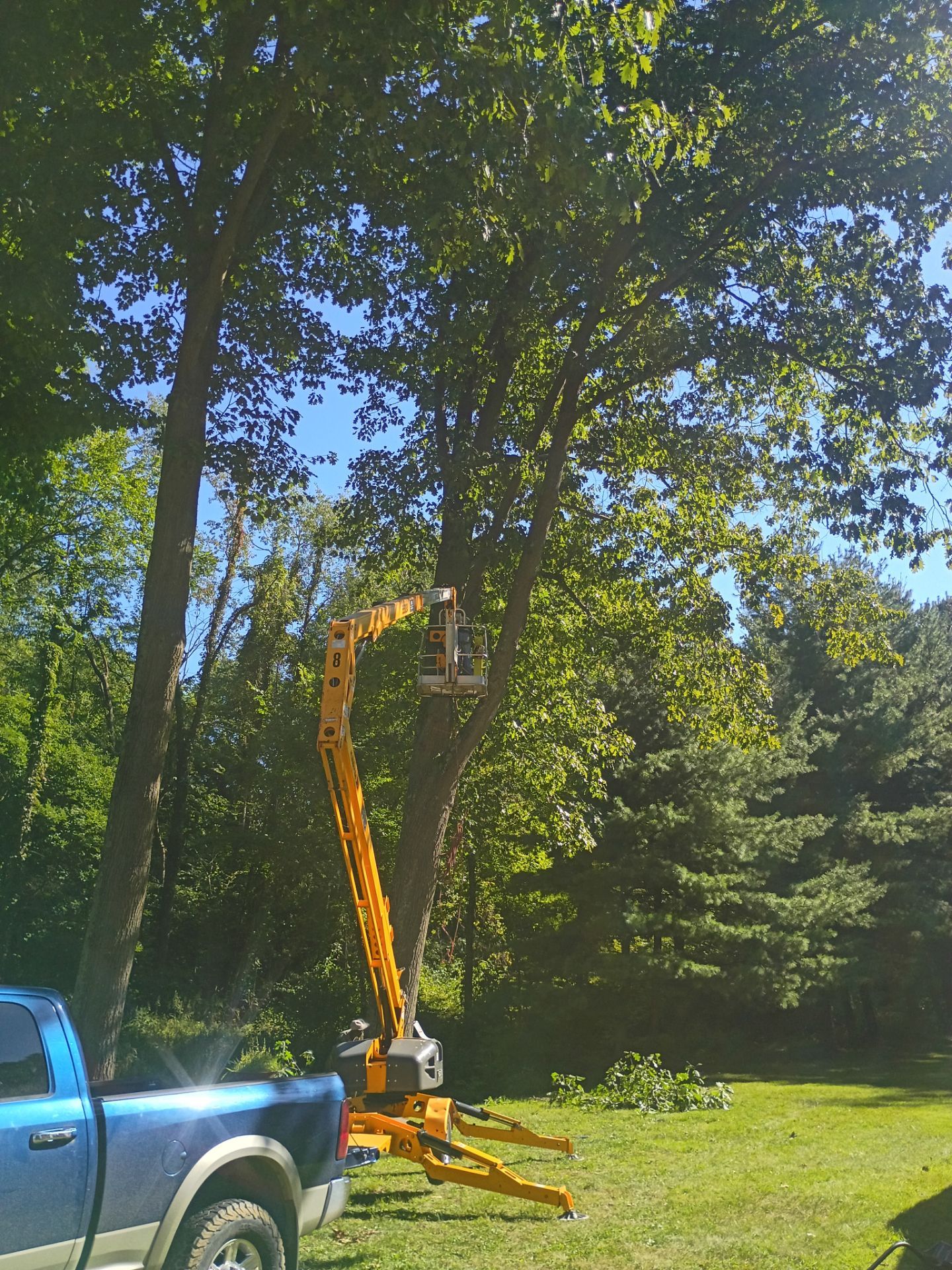 Tree Trimming & Tree Removal in Akron Ohio by Mike Jones & Sons Tree Service LLC 