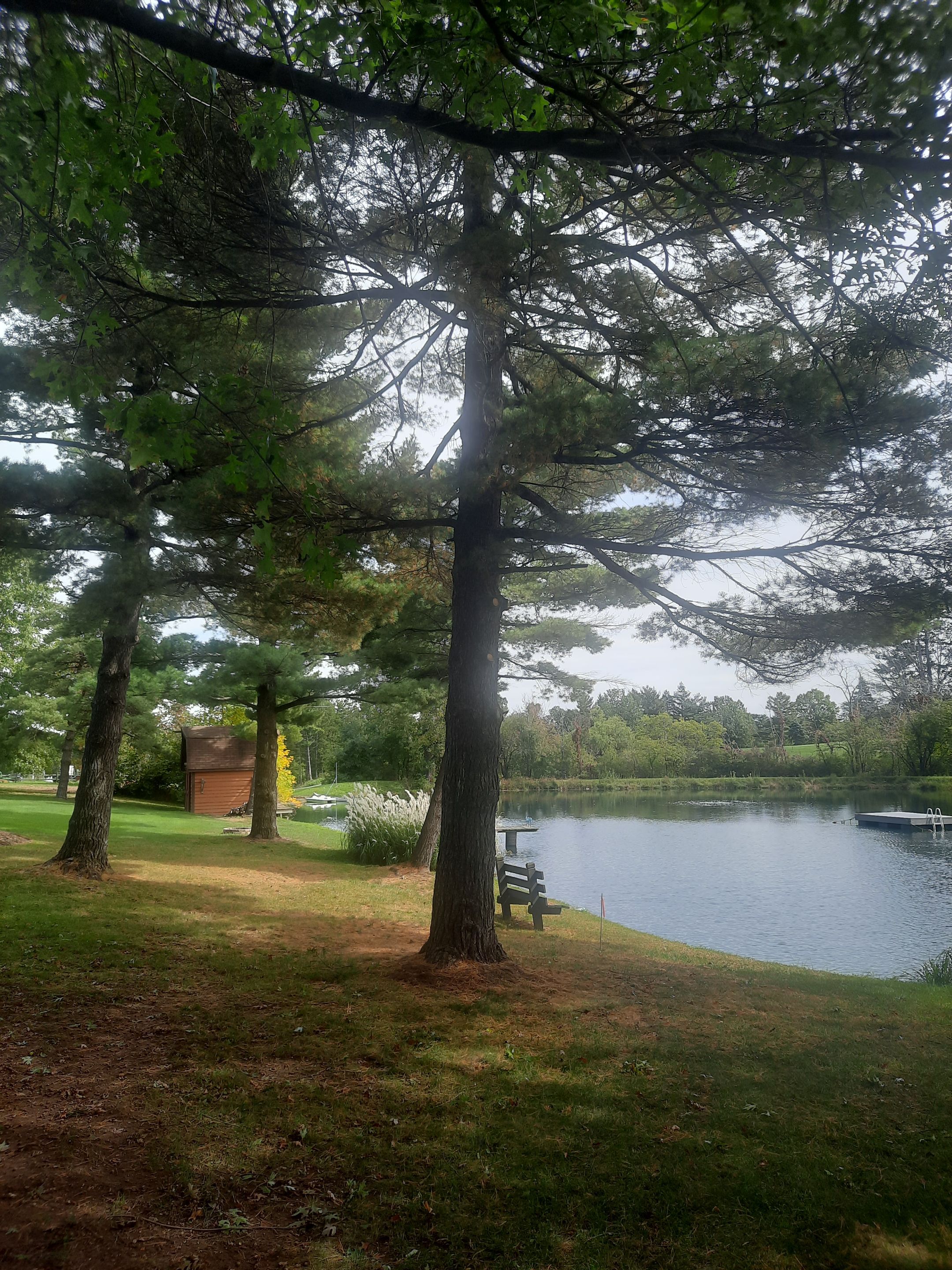 Tree Trimming using Tree Pruing by Mike Jones & Sons Tree Service LLC 