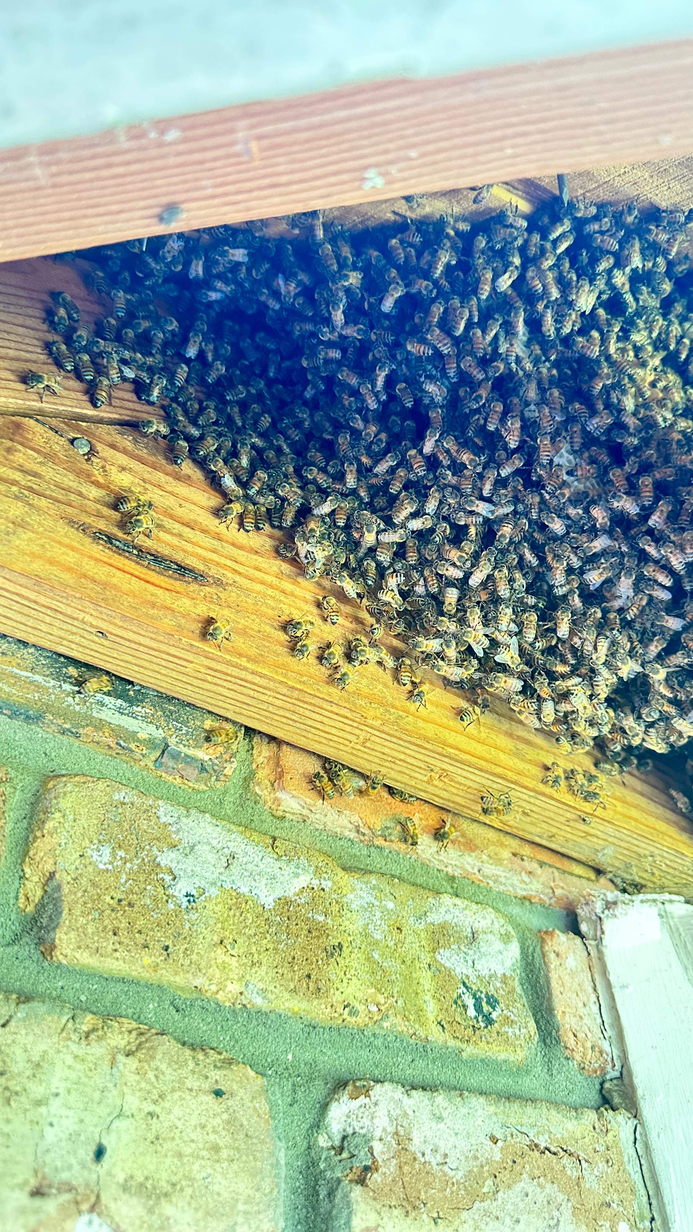 Golf Couse by Rockwall Honey Bee Company