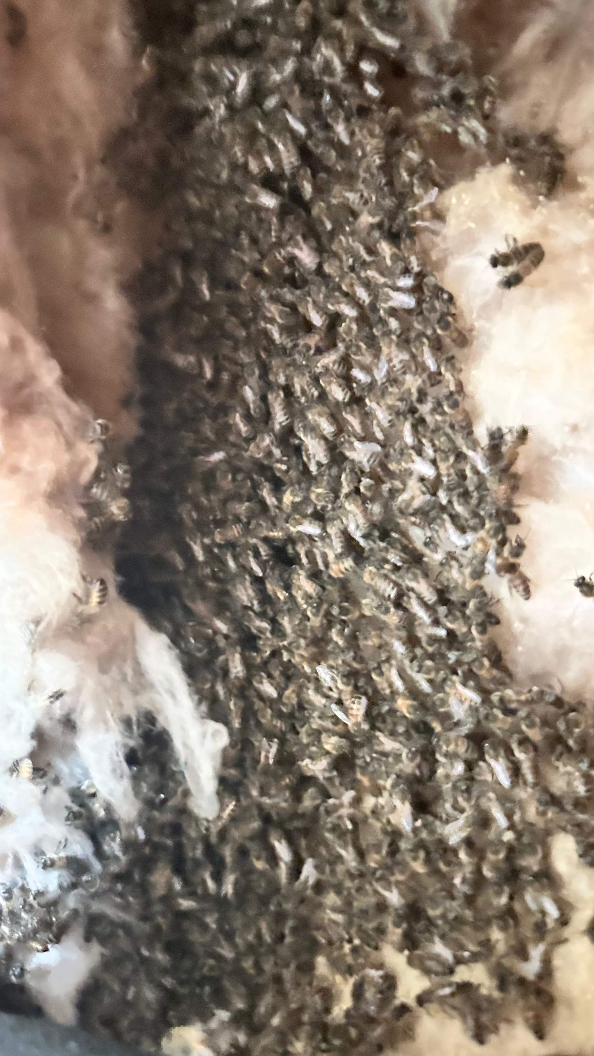 Interior Wall by Rockwall Honey Bee Company