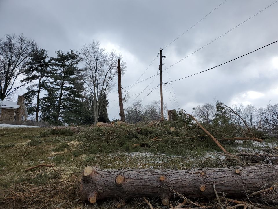 Tree Removal using Tree Removal by Mike Jones & Sons Tree Service LLC 