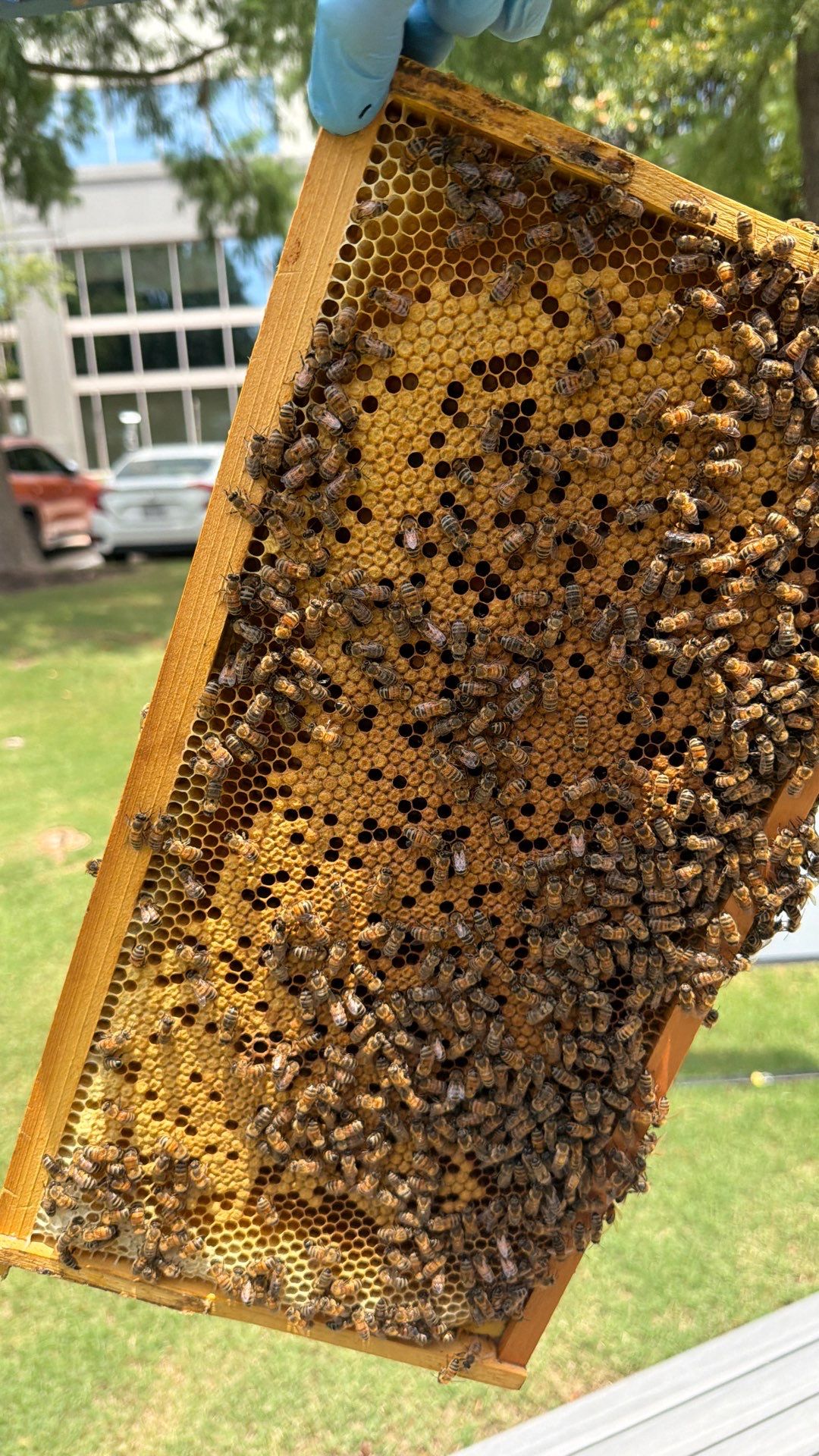 Platform Precious Population by Rockwall Honey Bee Company