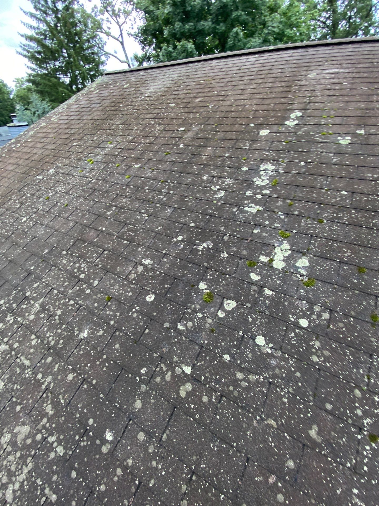 Shakewood Shingles by Reimagine Roofing