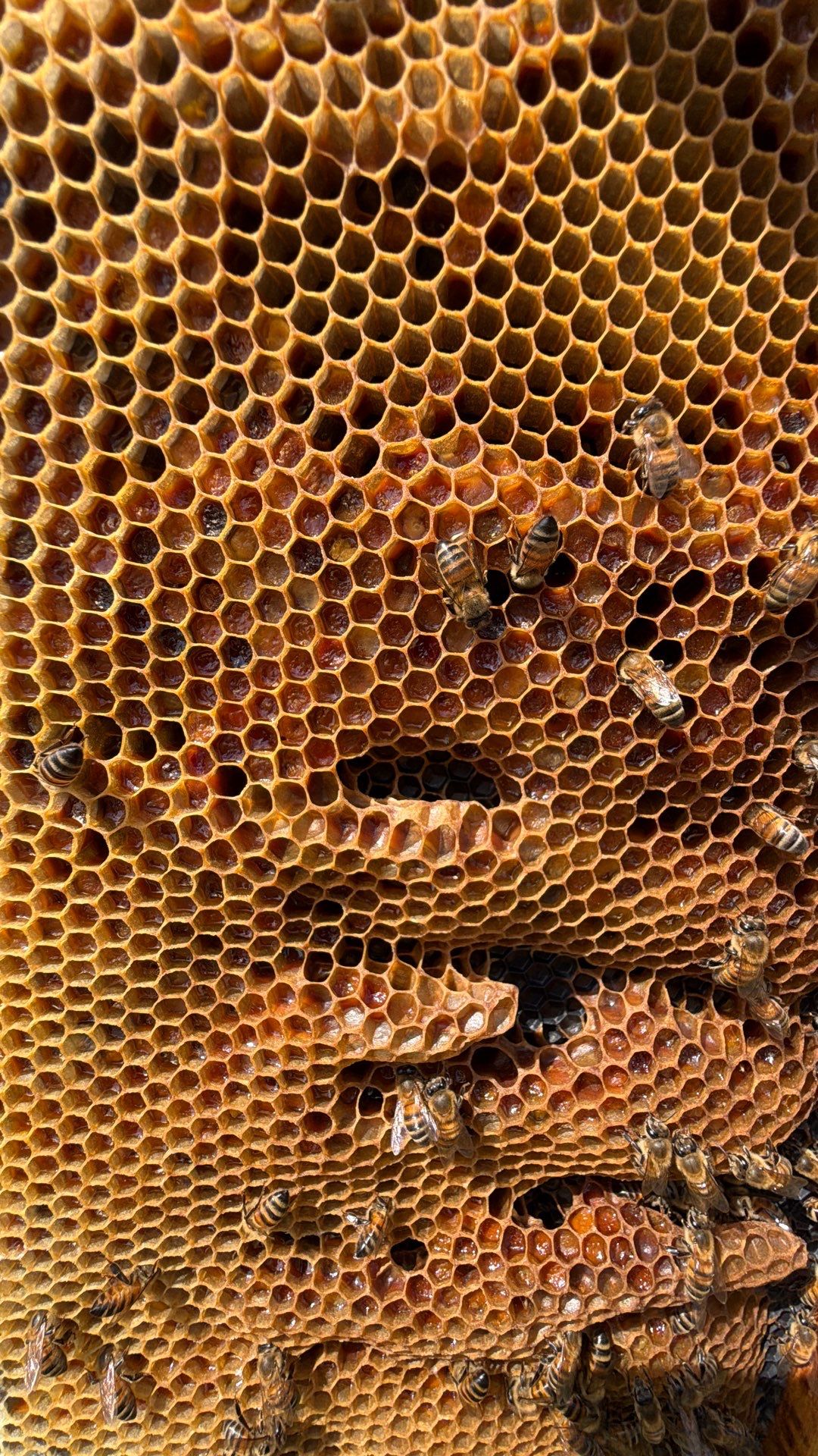 Baseball Diamond Apiary by Rockwall Honey Bee Company