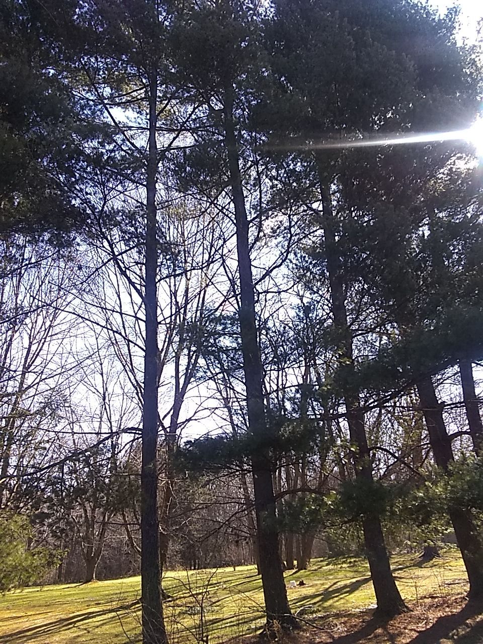 Tree Removal using Tree Removal by Mike Jones & Sons Tree Service LLC 