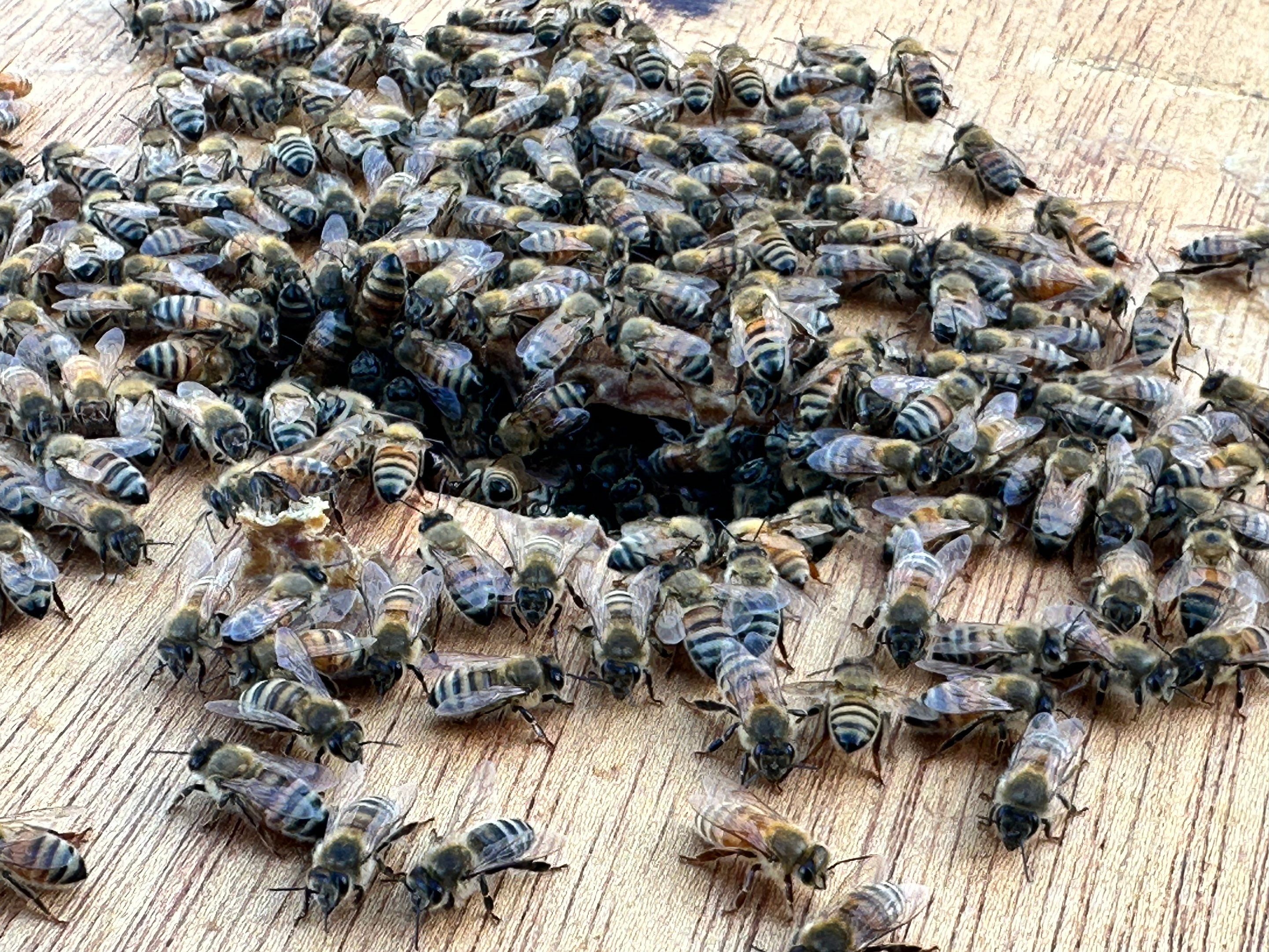 Frisco Corporate HQ by Rockwall Honey Bee Company