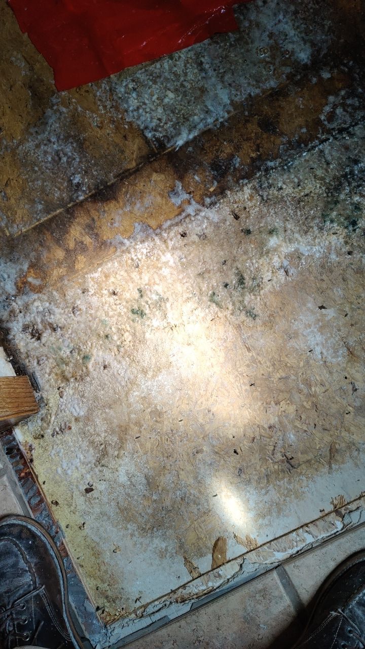 Water Damage and Mold Remediation by Accountable Home Services