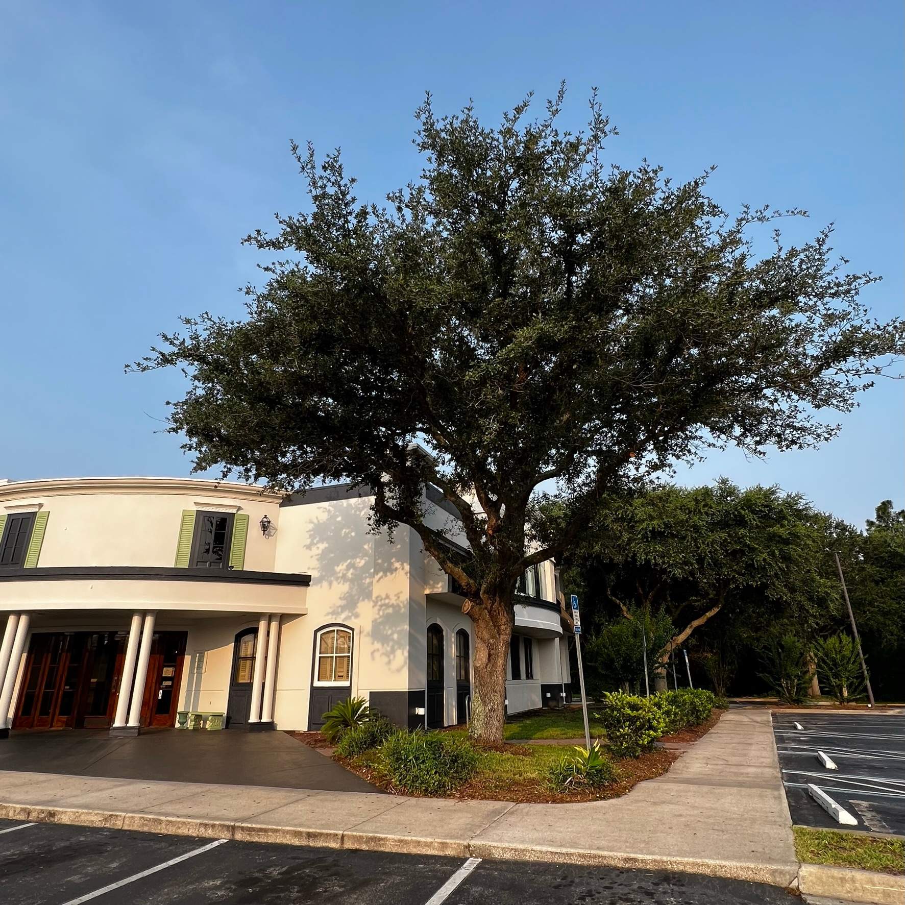 Tree Trimming | Copeland's Restaurant by ProGreen Services