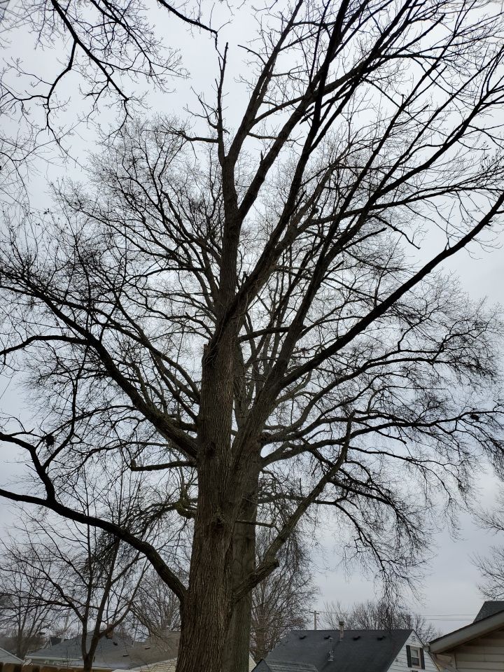 Tree Removal using Tree Removal by Mike Jones & Sons Tree Service LLC 