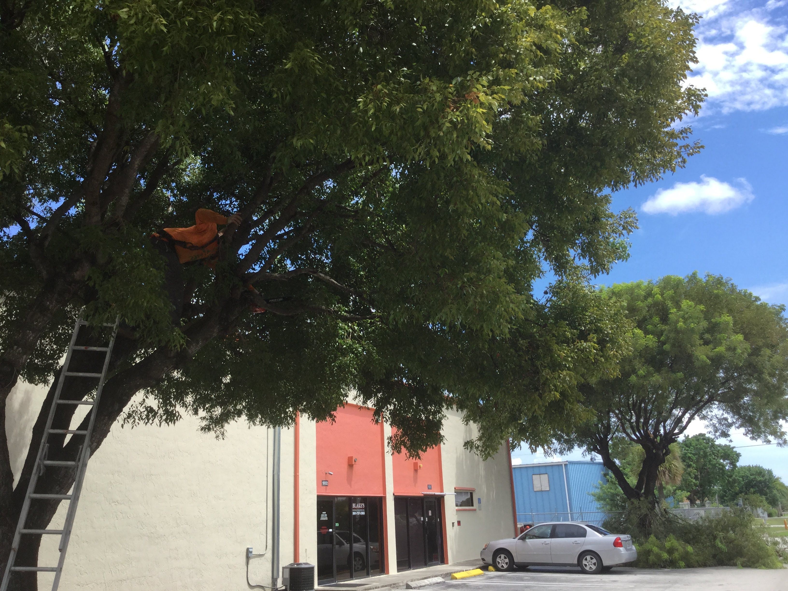 Commercial Tree Trimming & Debris Removal by
M.A.B. Landscaping & Property Maintenance