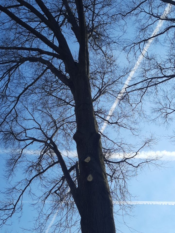 Tree Trimming using Tree Pruing by Mike Jones & Sons Tree Service LLC 