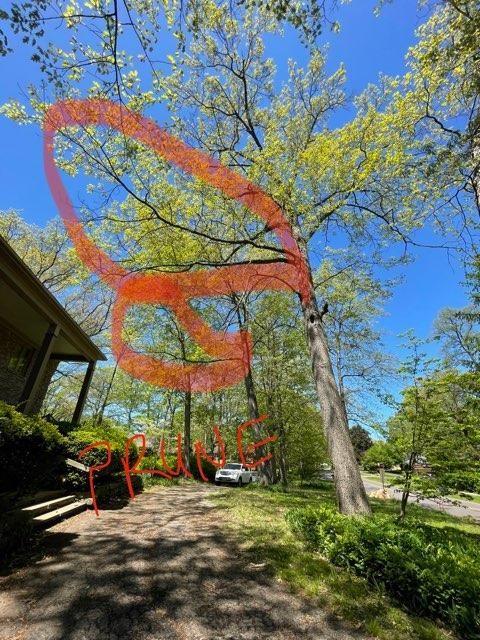 Tree Trimming using Tree Pruing by Mike Jones & Sons Tree Service LLC 