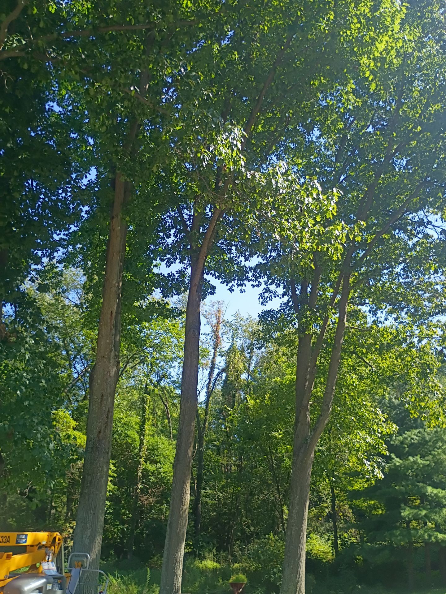 Tree Trimming & Tree Removal in Akron Ohio by Mike Jones & Sons Tree Service LLC 