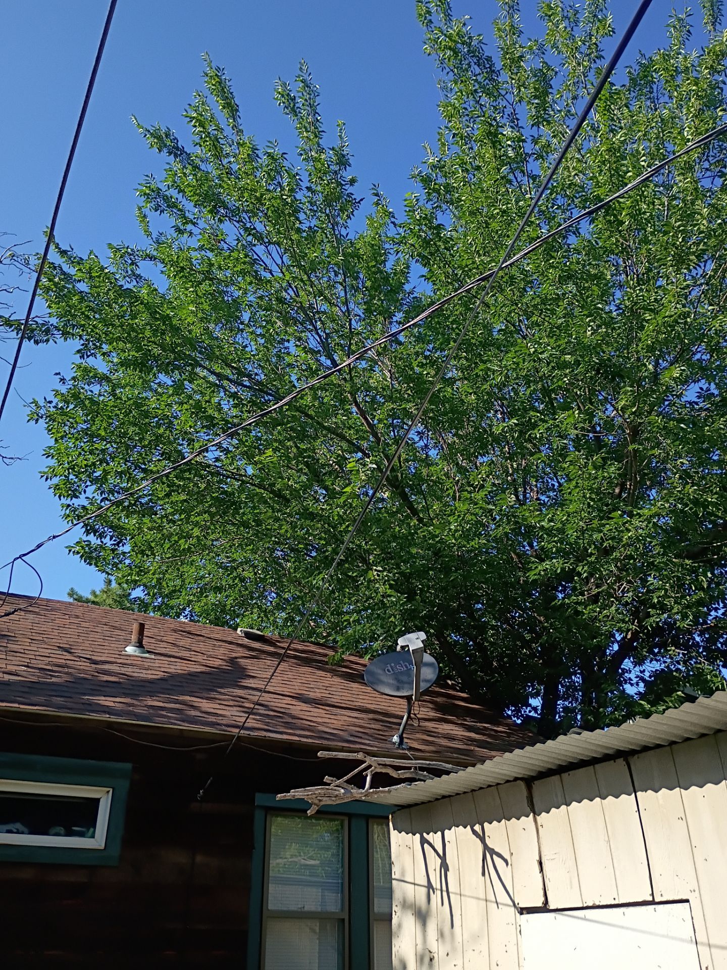 Dangerous Tree Tree Removal  by Clays Services Inc