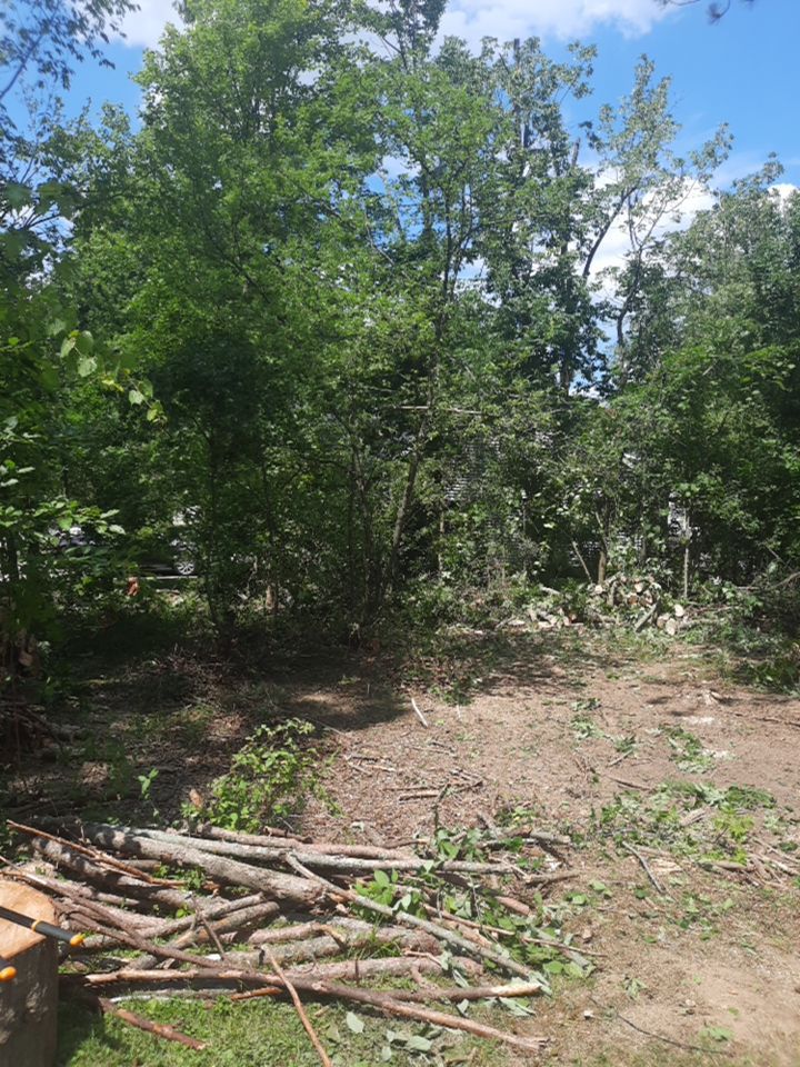 Tree Removal using Tree Removal by Mike Jones & Sons Tree Service LLC 