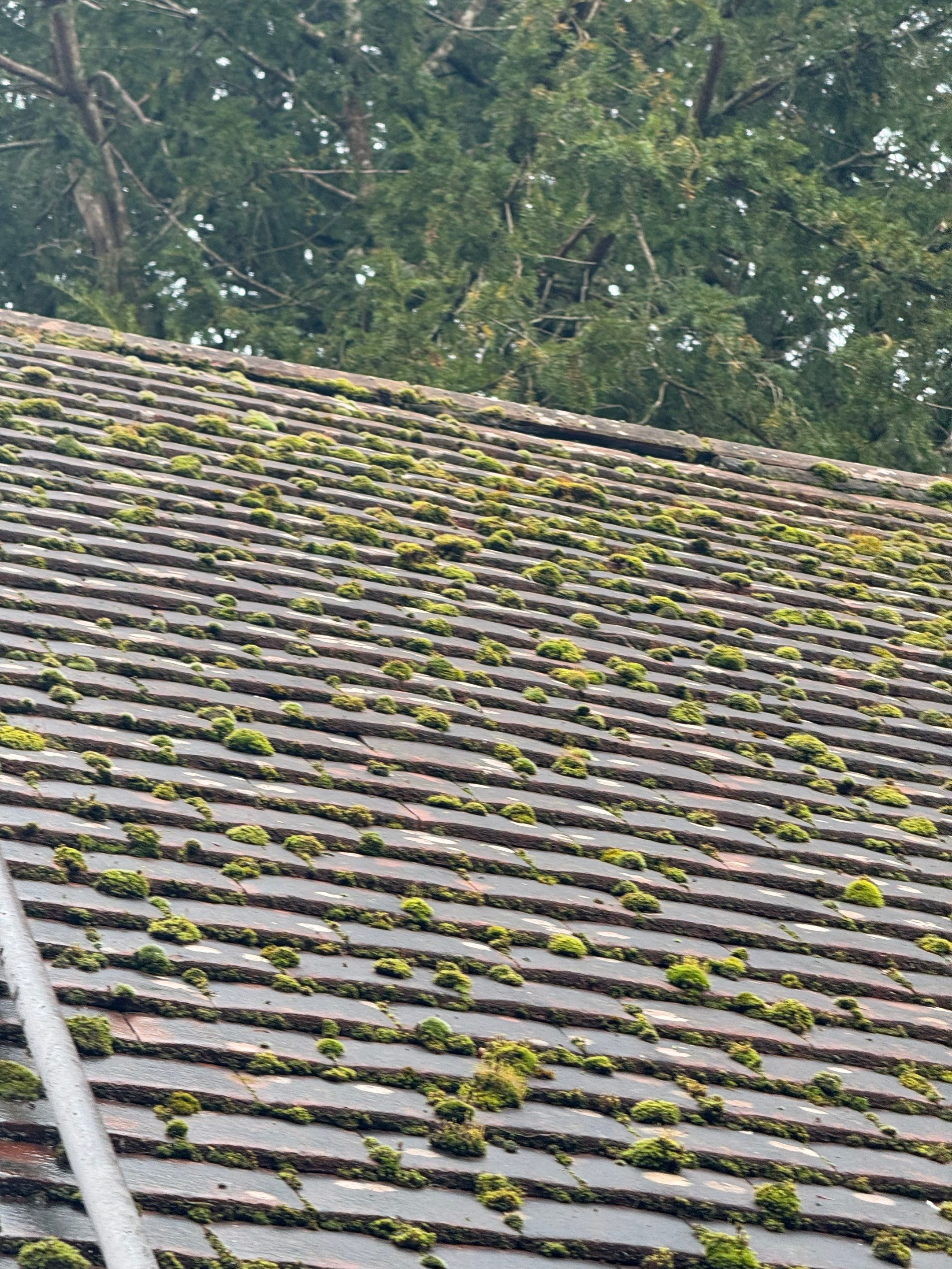 Roof and Patio Cleaning using Honda 15lpm Low Pressure Washing Machine by Ges Exterior Cleaning ltd