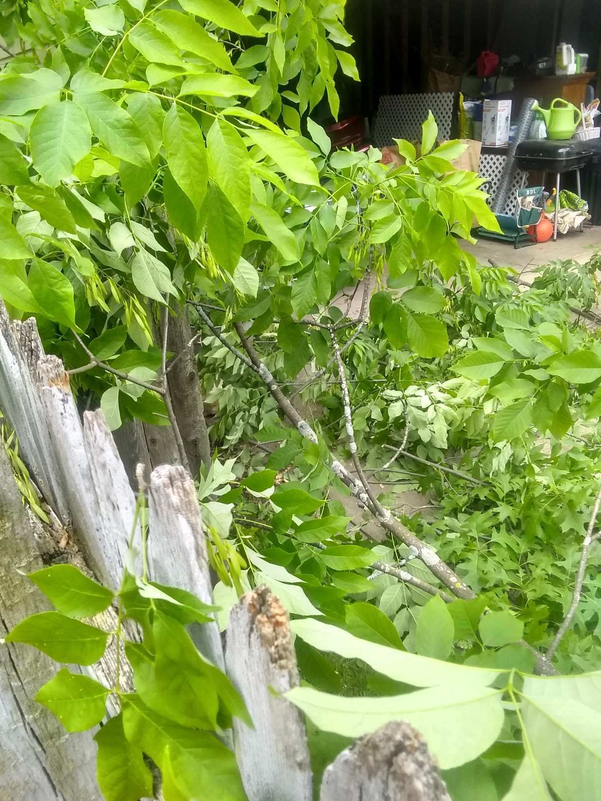 Tree Removal using Tree Removal by Mike Jones & Sons Tree Service LLC 