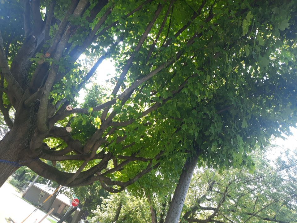 Tree Trimming using Tree Pruing by Mike Jones & Sons Tree Service LLC 